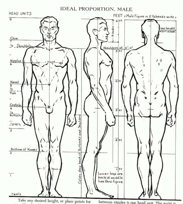 Estándares en anatomía del cuerpo humano en dibujo