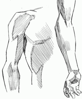 Extremidades en anatomía del cuerpo humano en dibujo